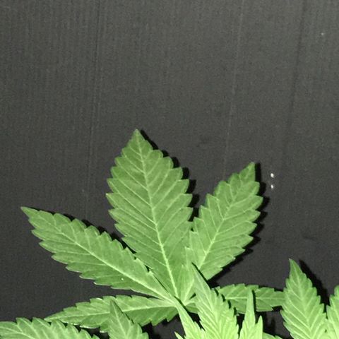 Gorilla Super Glue 2.0 growlog timeline photo