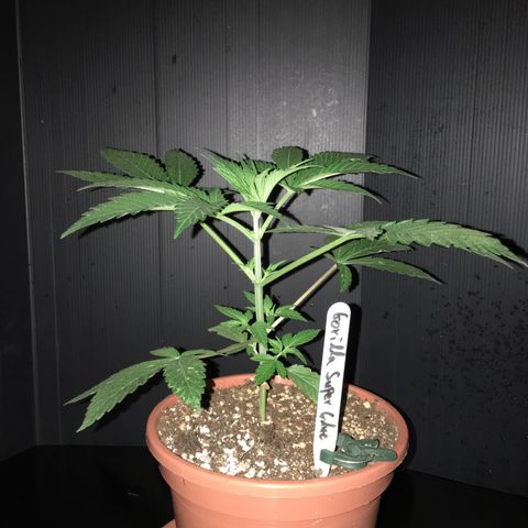 Gorilla Super Glue 2.0 growlog timeline photo