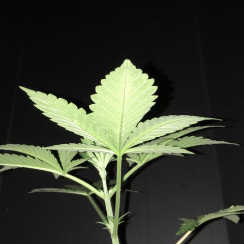 Gorilla Super Glue 2.0 growlog timeline photo