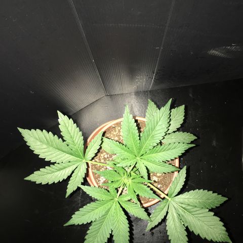 Gorilla Super Glue 2.0 growlog timeline photo