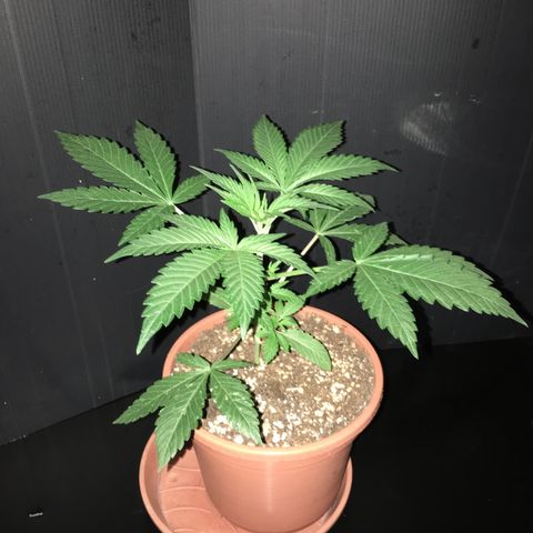 Gorilla Super Glue 2.0 growlog timeline photo