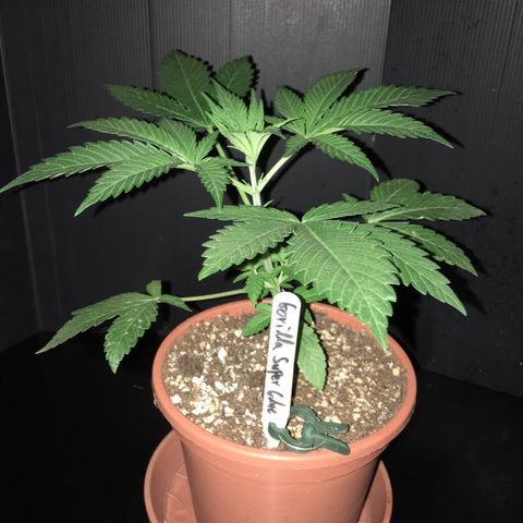 Gorilla Super Glue 2.0 growlog timeline photo