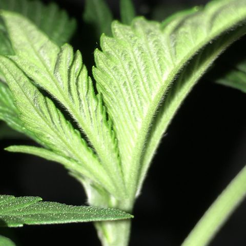 Gorilla Super Glue 2.0 growlog timeline photo