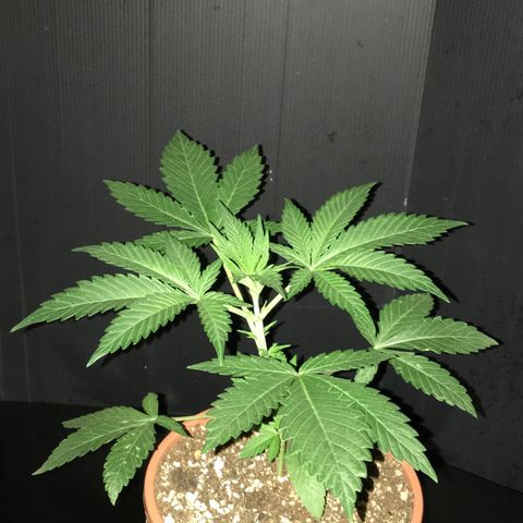 Gorilla Super Glue 2.0 growlog timeline photo