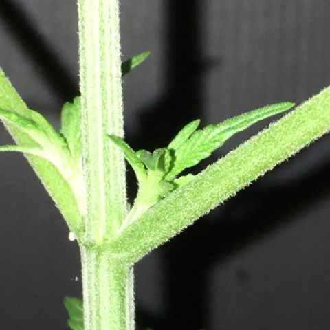 Gorilla Super Glue 2.0 growlog timeline photo