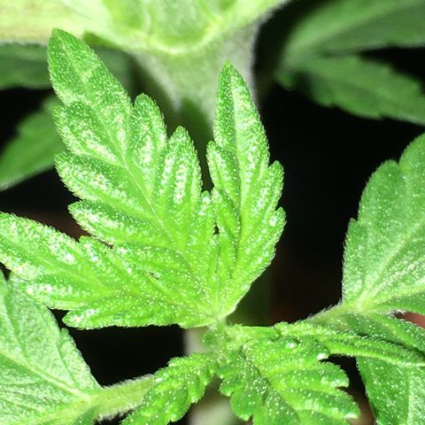 Gorilla Super Glue 2.0 growlog timeline photo