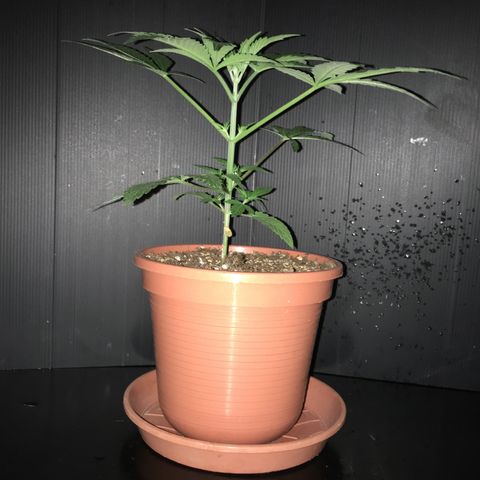 Gorilla Super Glue 2.0 growlog timeline photo