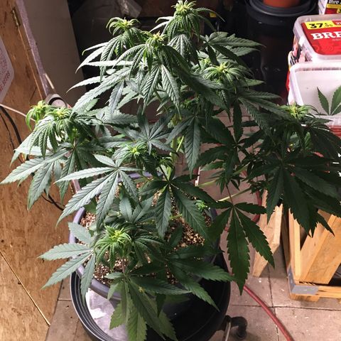 Zkittlez #1 growlog timeline photo