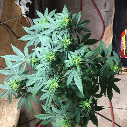 Zkittlez #1 growlog timeline photo