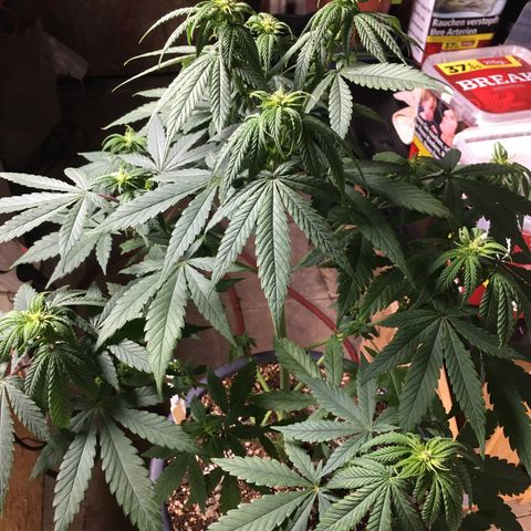 Zkittlez #1 growlog timeline photo