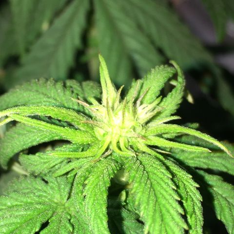 Zkittlez #1 growlog timeline photo