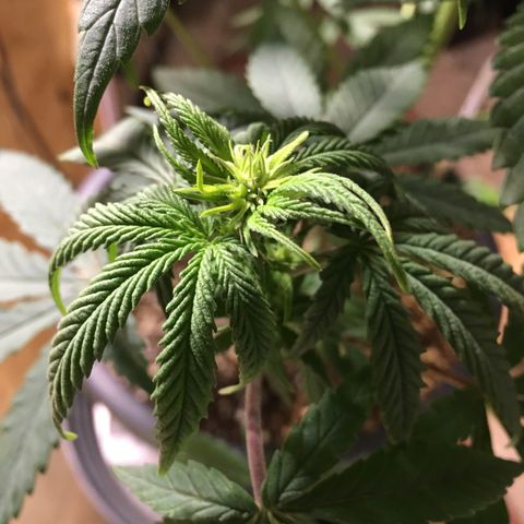 Zkittlez #1 growlog timeline photo