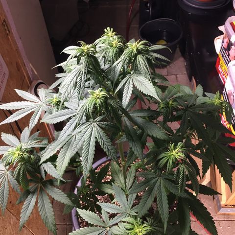 Zkittlez #1 growlog timeline photo
