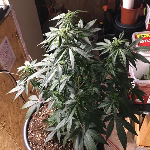 Lemon OG Kush #1 growlog timeline photo