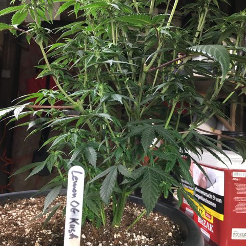 Lemon OG Kush #1 growlog timeline photo