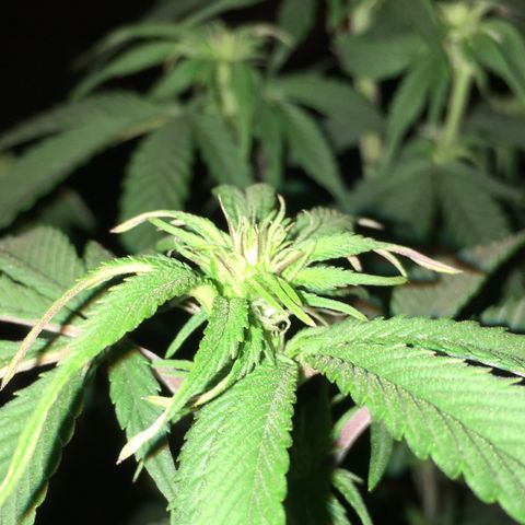 Lemon OG Kush #1 growlog timeline photo