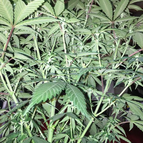 Lemon OG Kush #1 growlog timeline photo