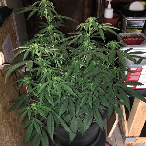 Lemon OG Kush #1 growlog timeline photo