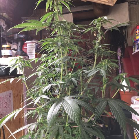 Lemon OG Kush #1 growlog timeline photo