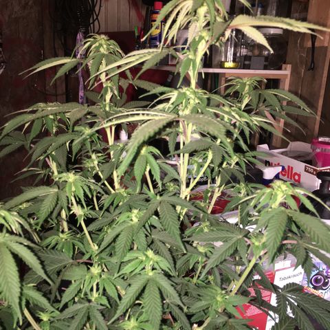 Lemon OG Kush #1 growlog timeline photo