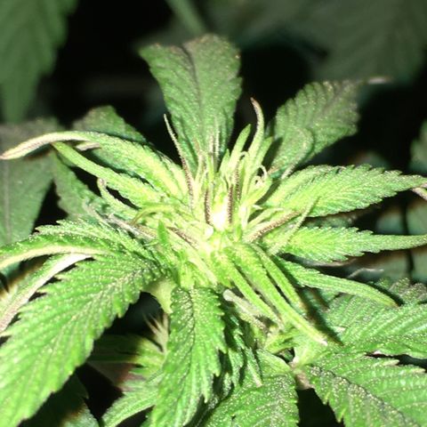 Lemon OG Kush #1 growlog timeline photo