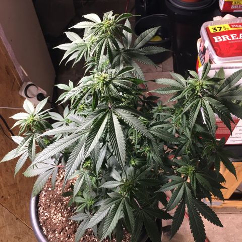 Lemon OG Kush #1 growlog timeline photo