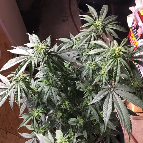 Lemon OG Kush #1 growlog timeline photo