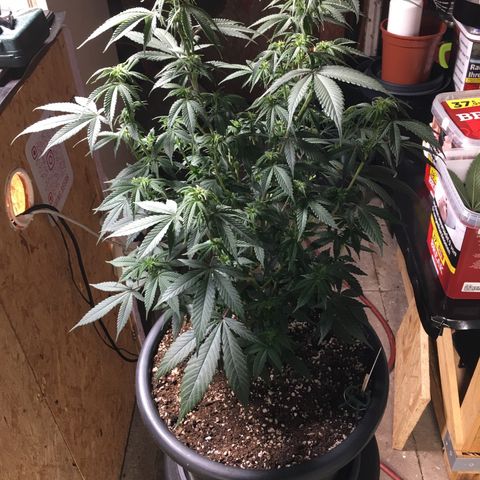 Lemon OG Kush #1 growlog timeline photo