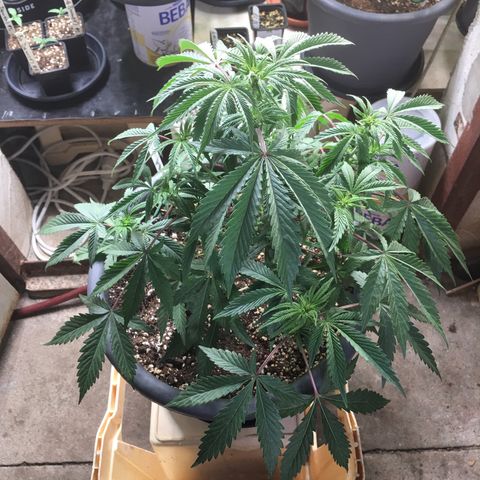 Granddaddy Black #1 growlog timeline photo