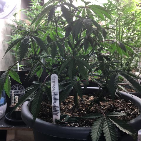 Granddaddy Black #1 growlog timeline photo