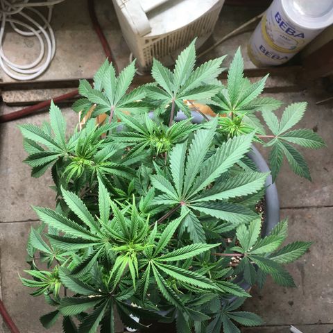 Granddaddy Black #1 growlog timeline photo