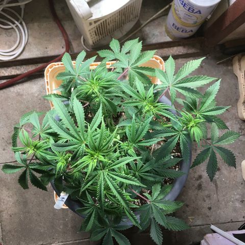 Granddaddy Black #1 growlog timeline photo