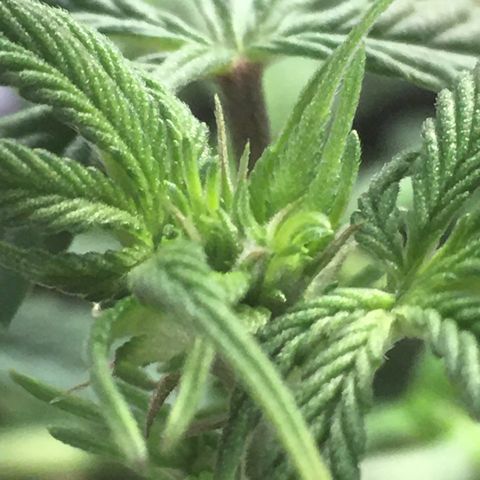 Granddaddy Black #1 growlog timeline photo