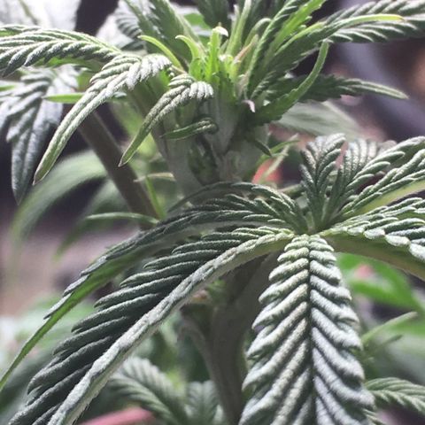 Granddaddy Black #1 growlog timeline photo