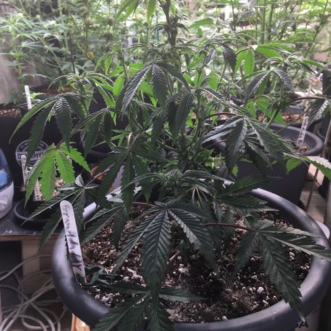 Granddaddy Black #1 growlog timeline photo