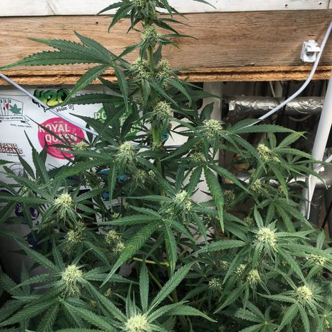 Green Crack  #1 growlog timeline photo