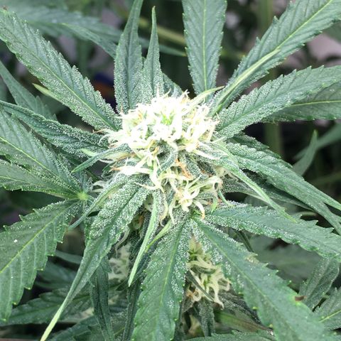 Green Crack  #1 growlog timeline photo