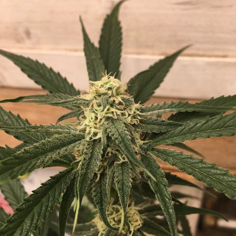 Green Crack  #1 growlog timeline photo