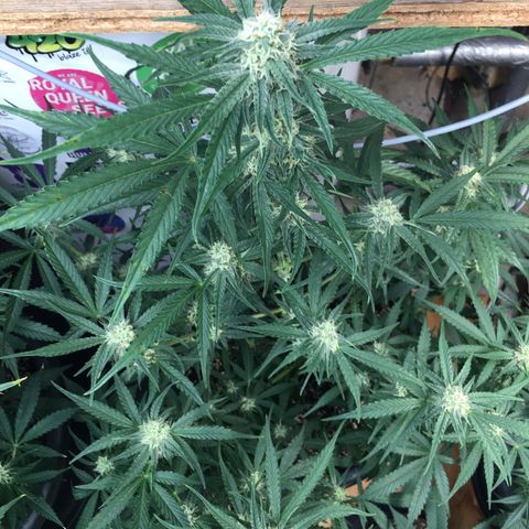 Green Crack  #1 growlog timeline photo
