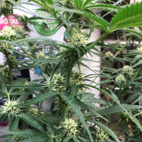 Green Crack  #1 growlog timeline photo