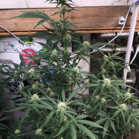 Green Crack  #1 growlog timeline photo