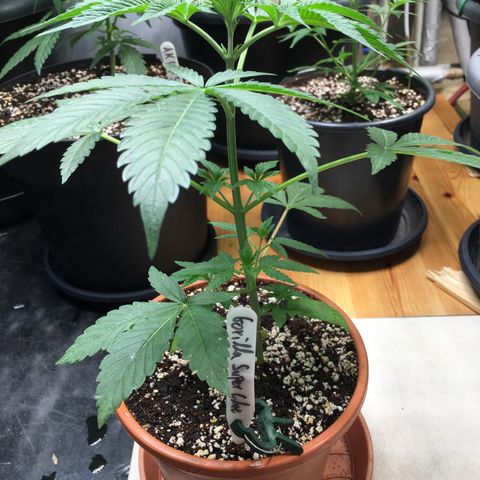 Gorilla Super Glue 2.0 growlog timeline photo