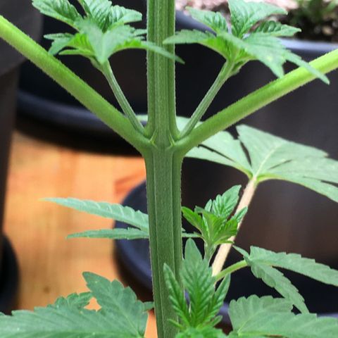 Gorilla Super Glue 2.0 growlog timeline photo