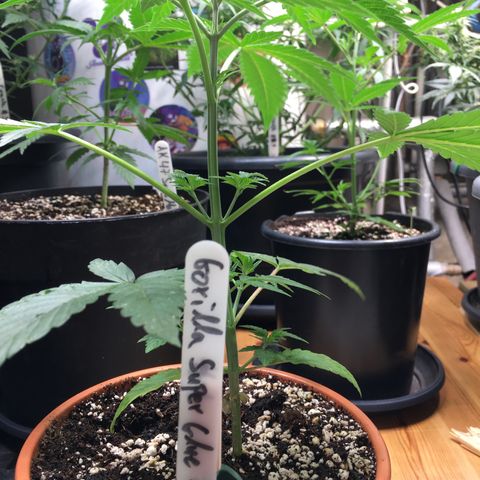 Gorilla Super Glue 2.0 growlog timeline photo