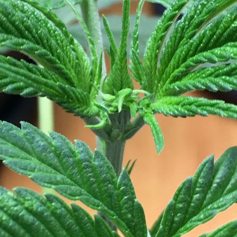 Gorilla Super Glue 2.0 growlog timeline photo