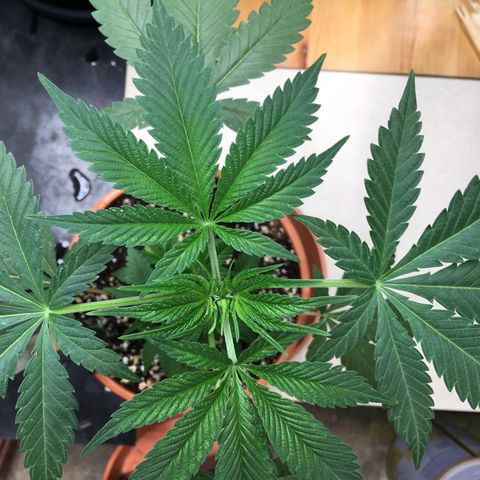Gorilla Super Glue 2.0 growlog timeline photo