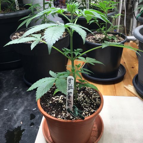 Gorilla Super Glue 2.0 growlog timeline photo