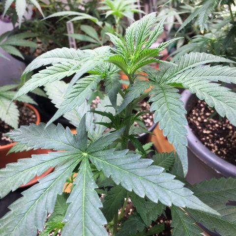 Ak47 #1 growlog timeline photo