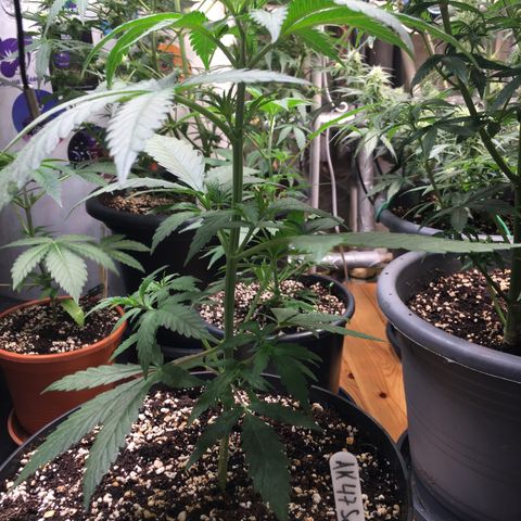 Ak47 #1 growlog timeline photo