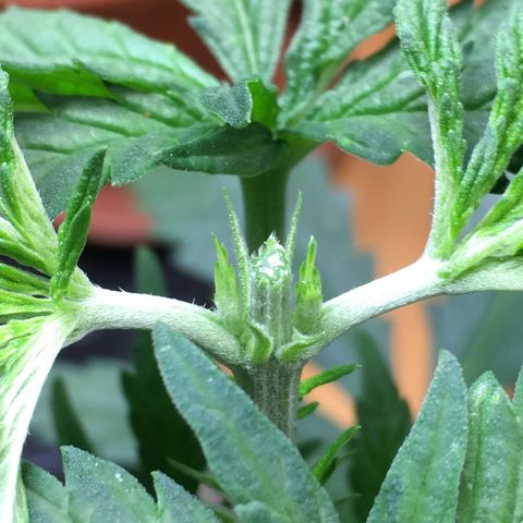 Ak47 #1 growlog timeline photo